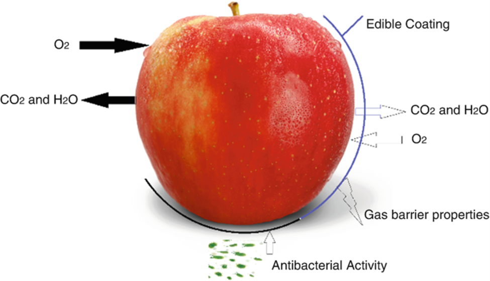 بایو پلیمرهای خوراکی برای حفاظت از محصولات خوراکی